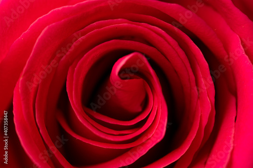 Close up of the red rose