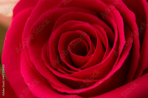 Close up of the red rose