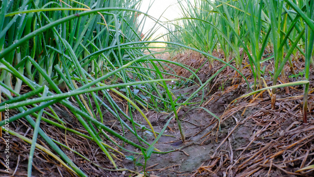 Close-up of growing green onion plantation in the vegetable garden agriculture in the countryside , Healthy food concept. Close-up of growing green onion plantation in the vegetable garden agriculture in the countryside , Healthy food concept.