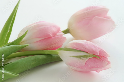 Flowers background. Pink tulips flowers on white backdrop top view close up. ...