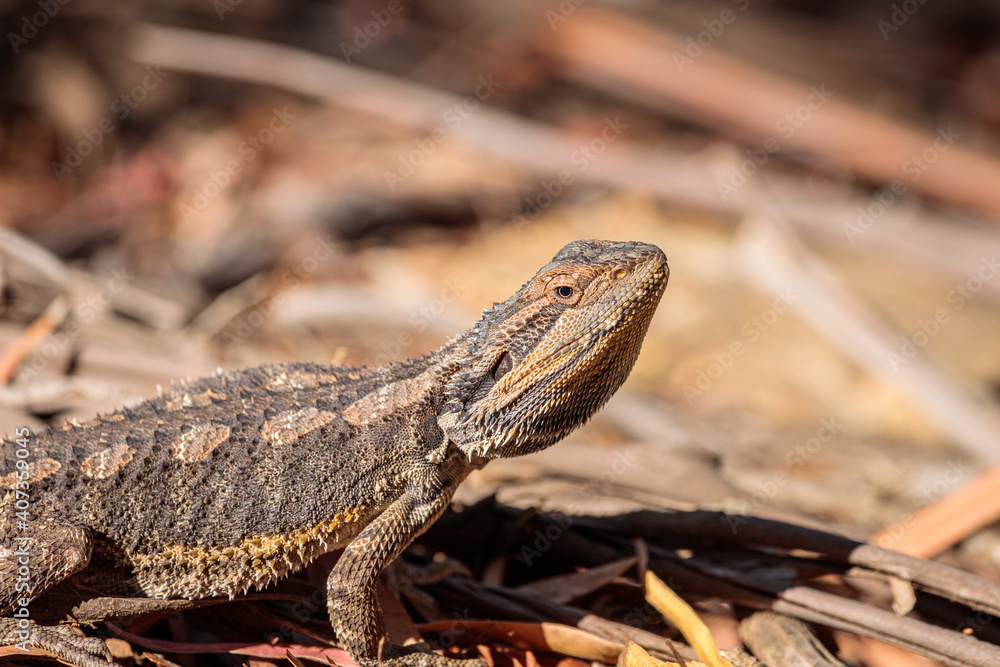 Eastern Bearded Dragon, Hall, ACT, January 2021 Eastern Bearded Dragon, Hall, ACT, January 2021