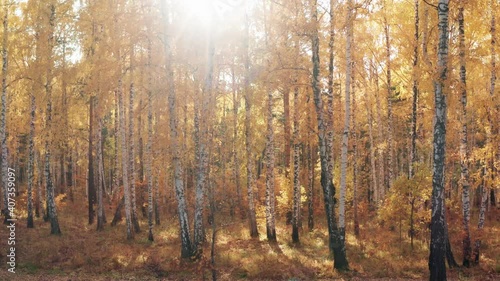 View of the sun through the bright yellow foliage of the autumn forest