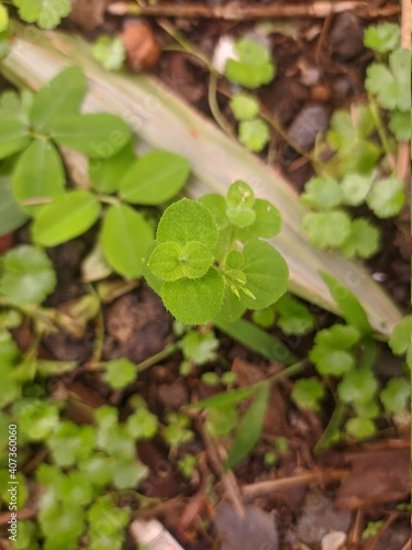 Wallpaper Mural leaves in the garden Torontodigital.ca