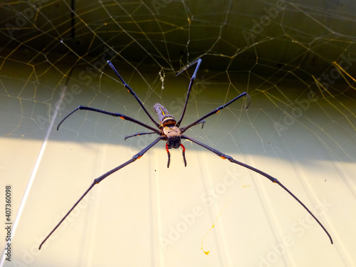 Spider on the web The background is the wall.