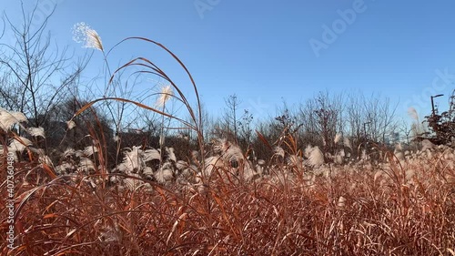 Winter in seoul(서울의 겨울) photo