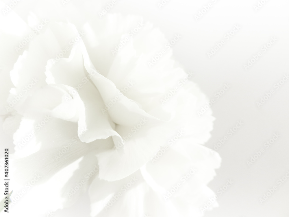 White flowers background. Macro of white petals texture. Soft dreamy image White flowers background. Macro of white petals texture. Soft dreamy image