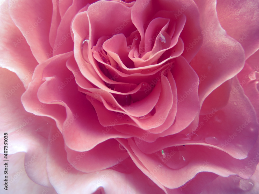 Pink rose close-up can use as background. Soft and dreamy Pink rose close-up can use as background. Soft and dreamy