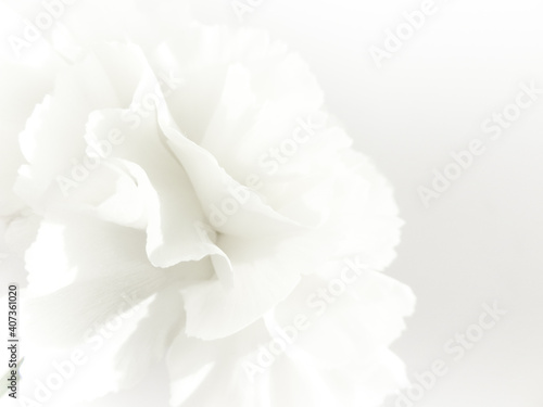 White flowers background. Macro of white petals texture. Soft dreamy image