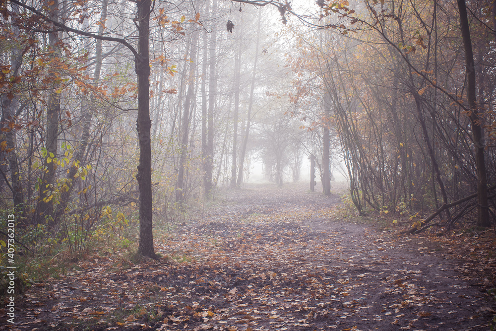 An early morning in Kampinos National Park, Poland. A muddy hiking trail is leading into a fog covered meadow. Selective focus on fallen leaves, blurred background.