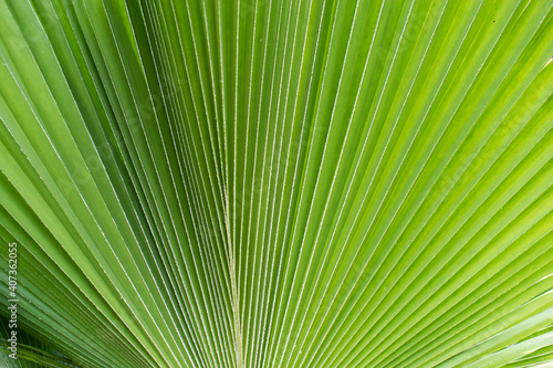 Sun shining through a radiating green leaf. Natural background texture.