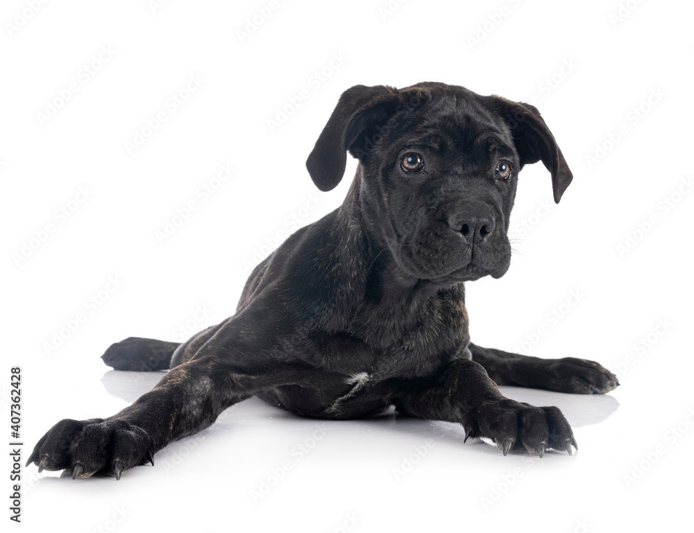 Obraz premium puppy cane corso