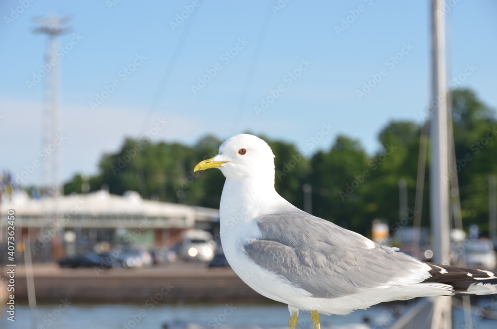 Obraz premium Seagull on the pier