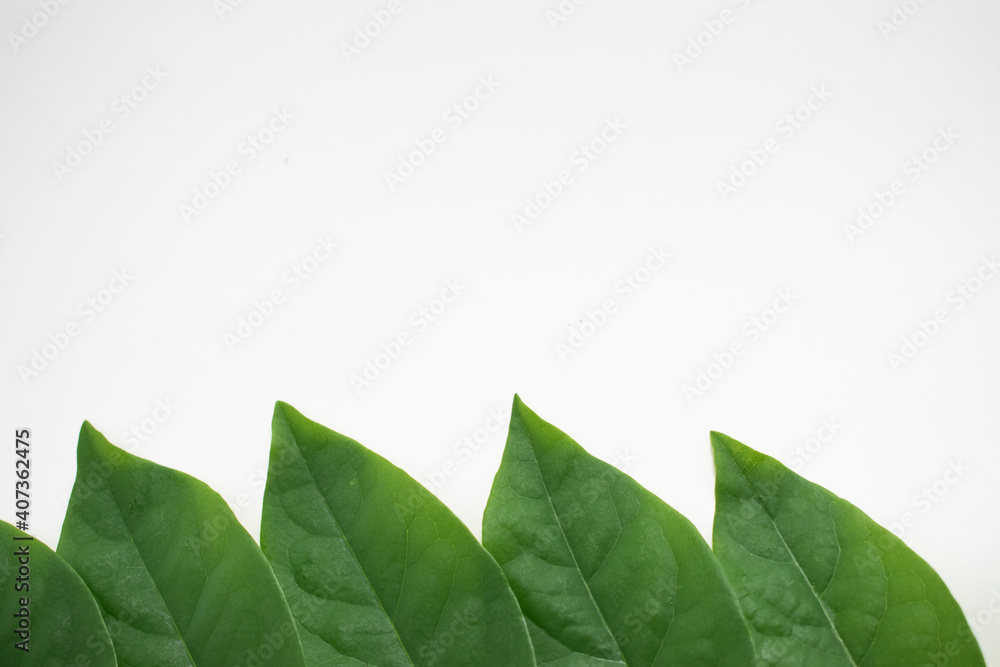 Obraz premium Macro leaves background texture, Closed up of a green leaf vein