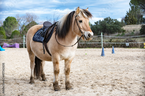 Foto Fjord horse and saddle