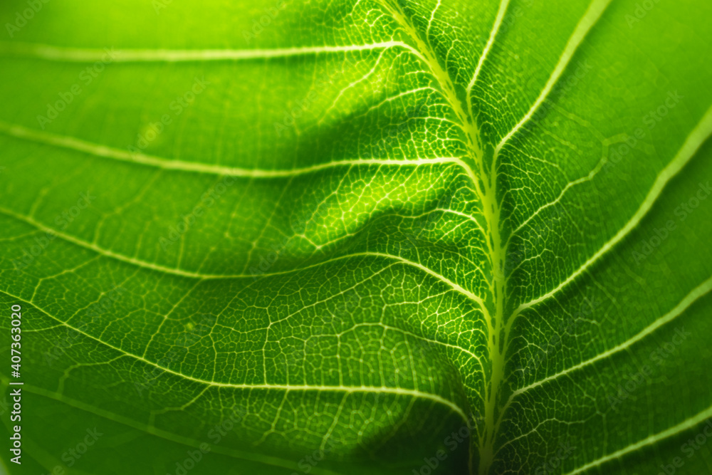 Extreme close up texture of green leaf veins