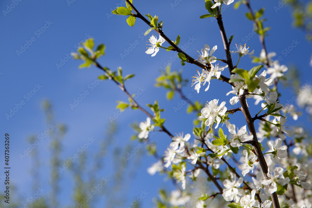Blooming cherry. Cherry tree with white flowers in spring. Blossoming cherry branch against the blue sky. Sunny weather and blossoming trees in spring. Blooming cherry. Cherry tree with white flowers in spring. Blossoming cherry branch against the blue sky. Sunny weather and blossoming trees in spring.