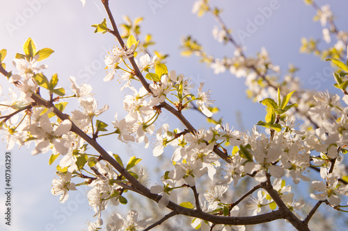 Blossoming cherry branch. White flowers of a fruit tree in sunny weather.