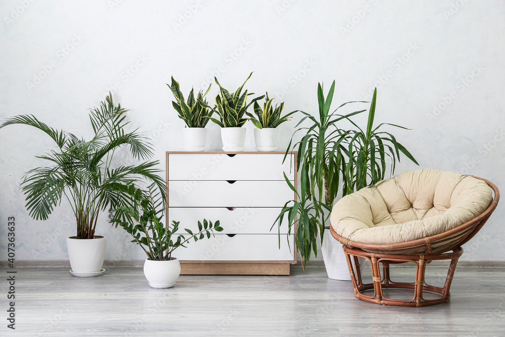 Stylish interior of room with houseplants, armchair and chest of drawers near white wall Stylish interior of room with houseplants, armchair and chest of drawers near white wall