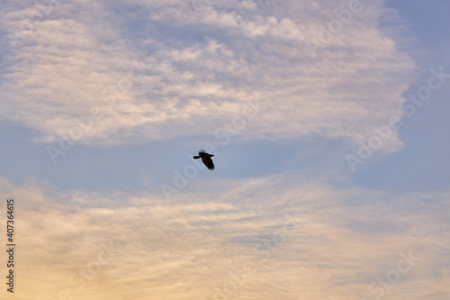 A bird flying in the evening sky