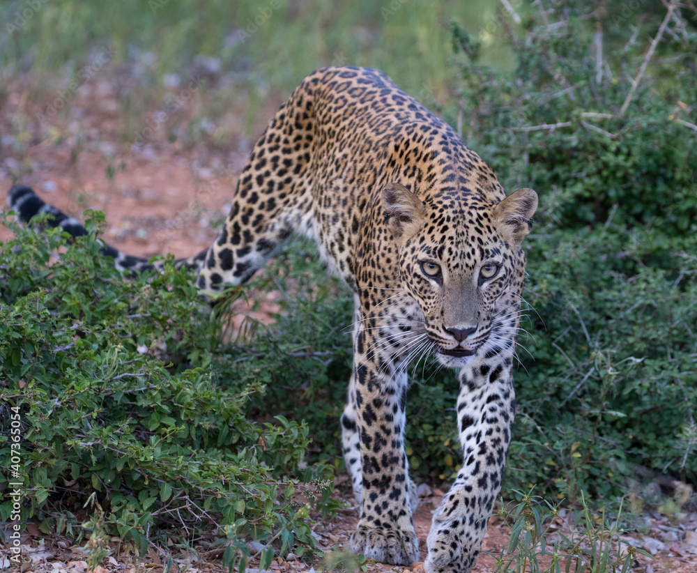 Leopard walking; leopard staring; Female leopard in Yala National Park, Sri Lanka Leopard walking; leopard staring; Female leopard in Yala National Park, Sri Lanka