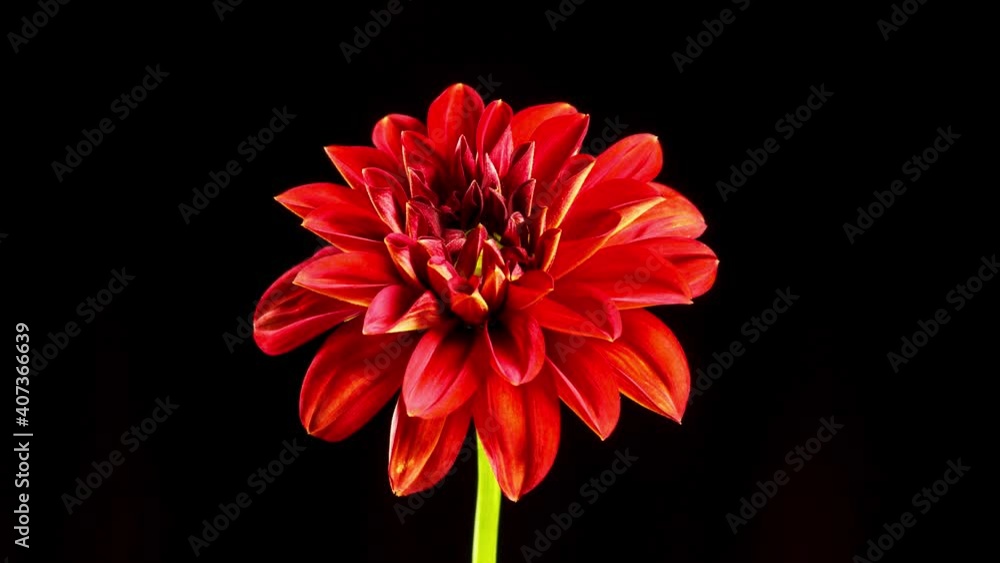 Time lapse of a beautiful dahlia opening up. Time lapse of a beautiful dahlia opening up.