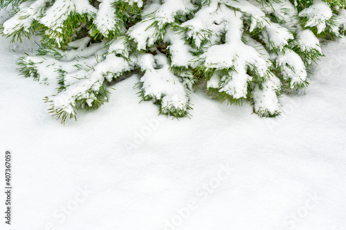 Snow-covered pine branches after heavy snowfall. Place for your text.