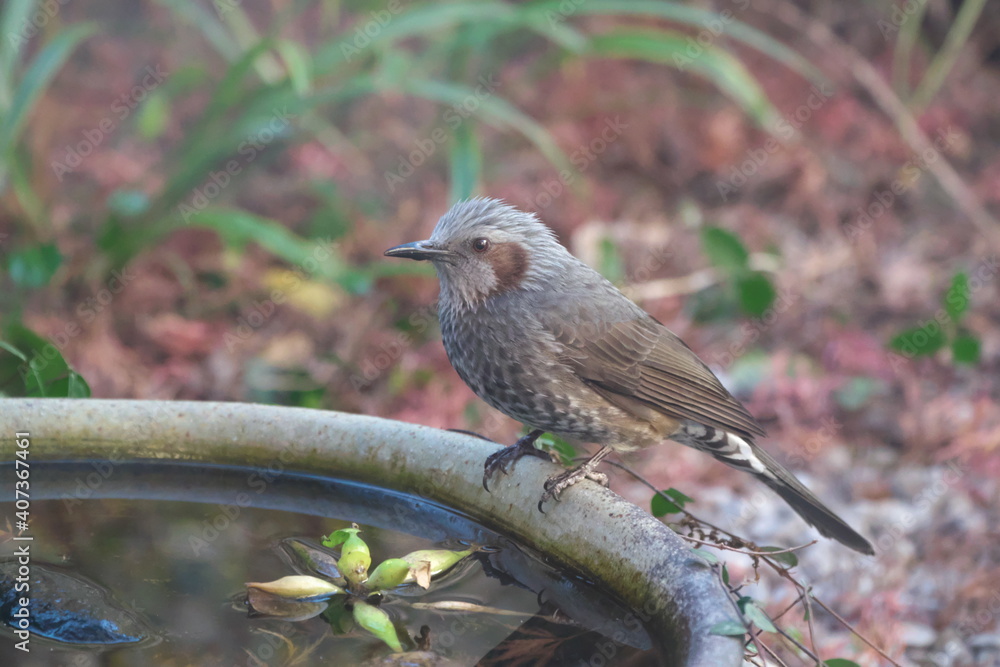 水鉢にヒヨドリ 水鉢にヒヨドリ