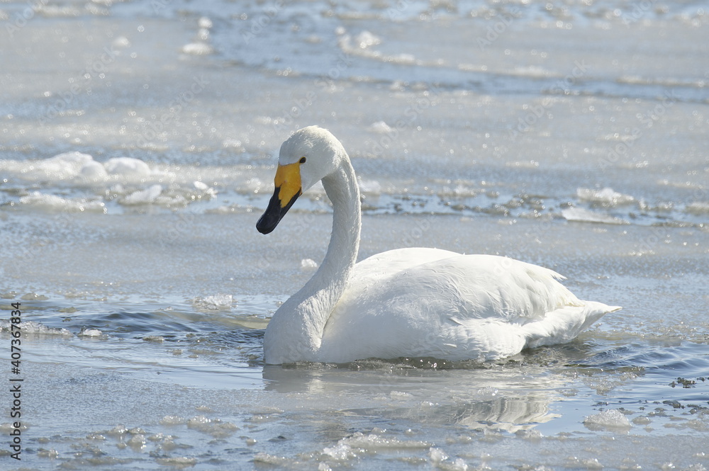 Obraz premium 冬の湖に佇むオオハクチョウ