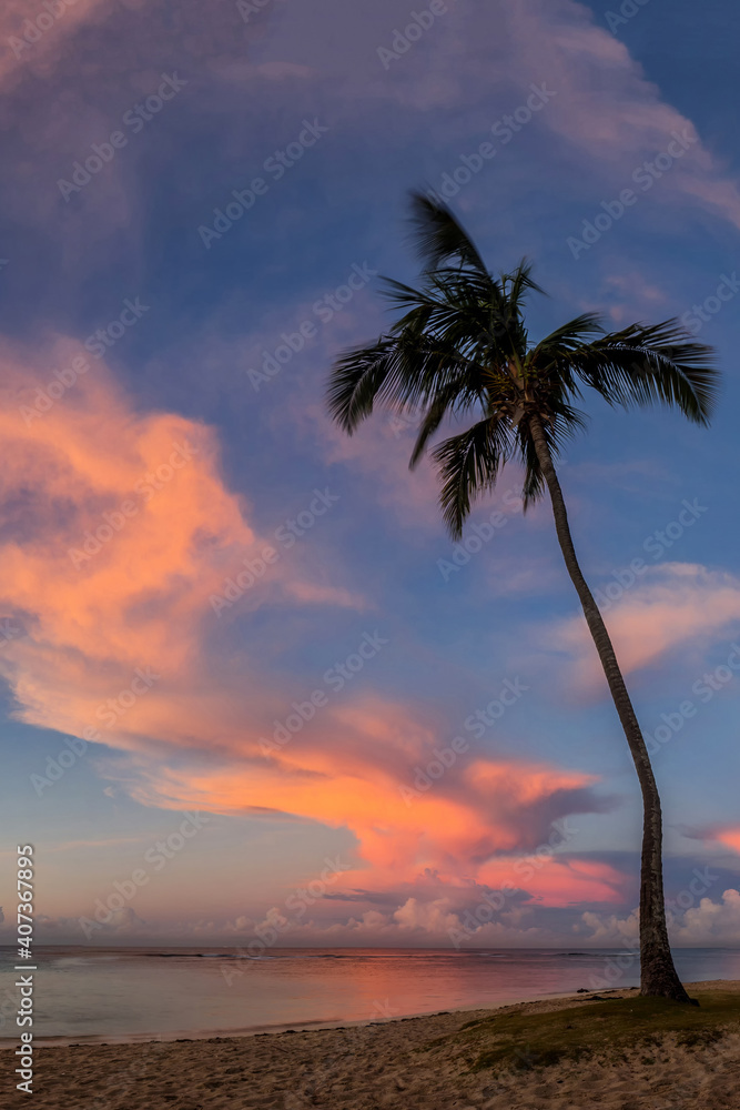 palm trees on the background of a beautiful sunset palm trees on the background of a beautiful sunset