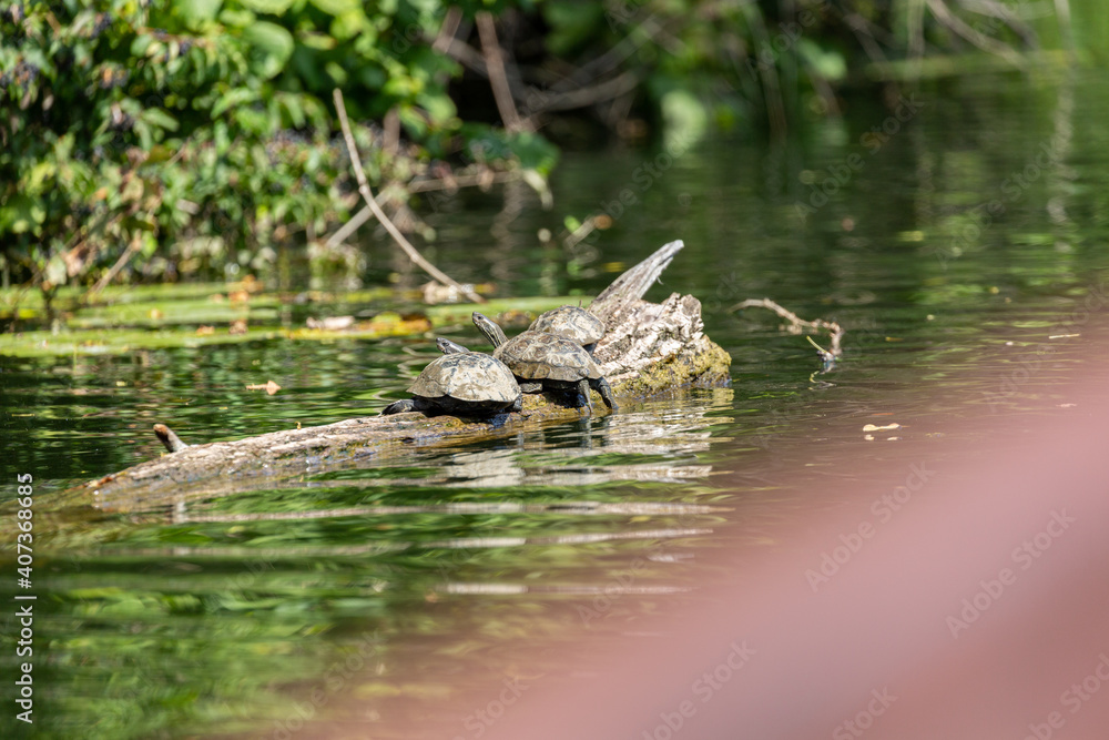 Turtle on old dry tree in the river Turtle on old dry tree in the river