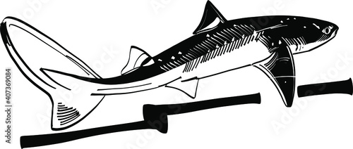 shark vector illustration