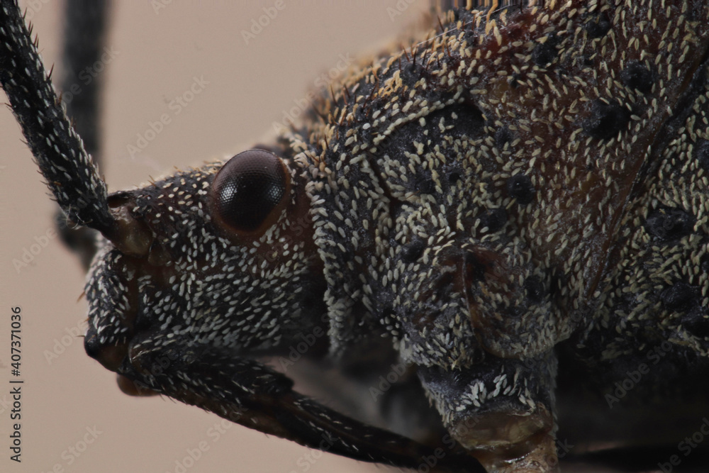 close up of a bug