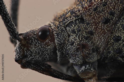 close up of a bug © armifauzi
