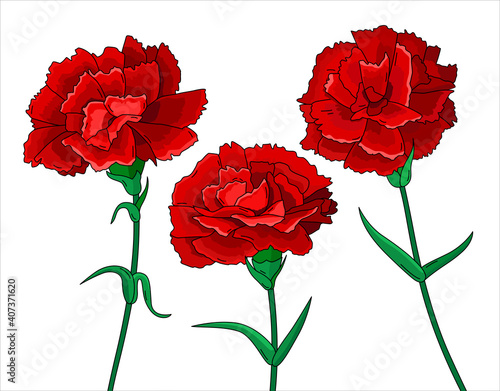Set of red carnations isolated.