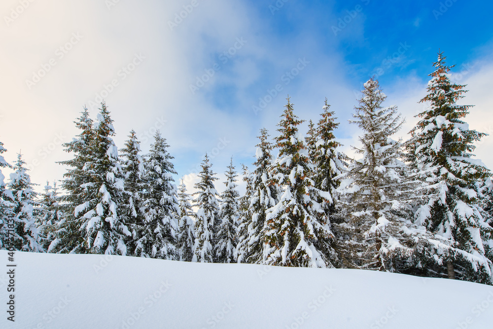 After a heavy snowfall, a landscape of spruce trees and the sky that becomes clear After a heavy snowfall, a landscape of spruce trees and the sky that becomes clear
