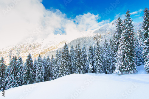 Wallpaper Mural Snowy winter mountain landscape with fir trees Torontodigital.ca