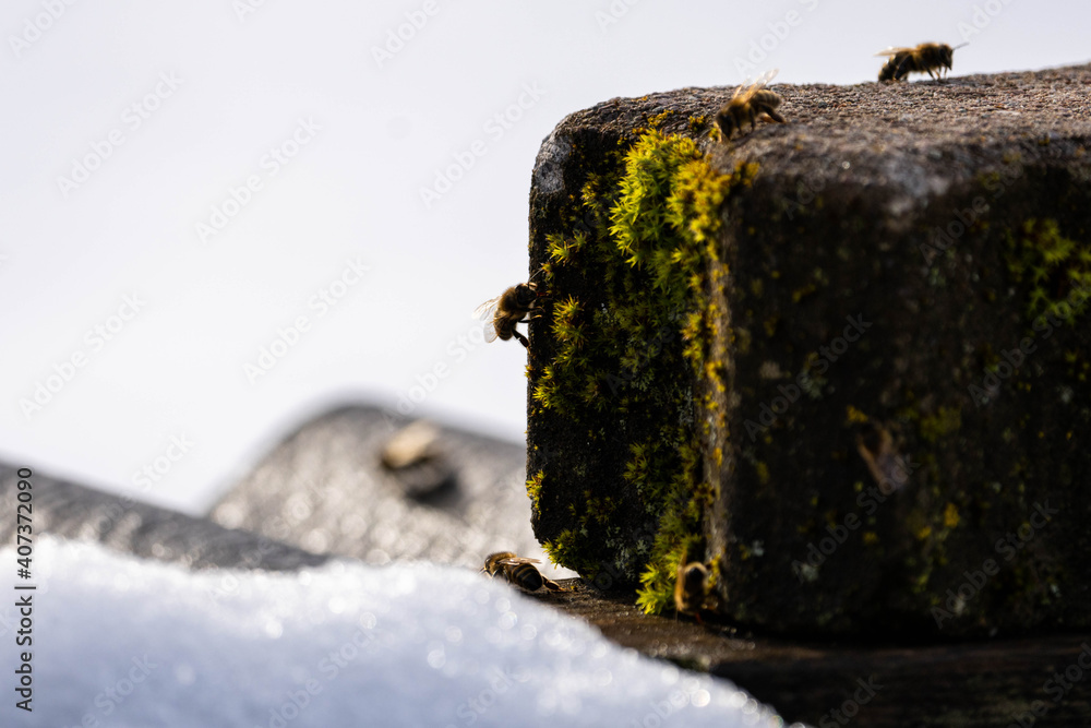 Bees on a moss-covered stone in winter Bees on a moss-covered stone in winter