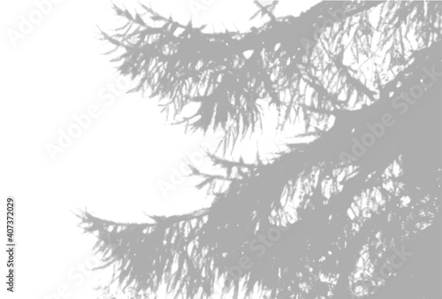 Natural light casts shadows from a spruce paw against on a white isolated background. The effect of shadows. Vector