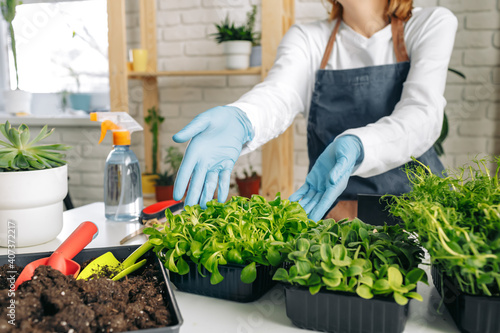 Unrecognizable gardener growing microgreens indoors close up
