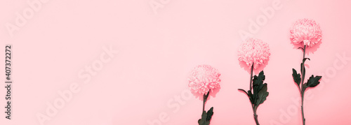 Bright petals of lush chrysanthemum on pink background with copy space, text place. Banner frame with flower in a minimalist style. Billboard. Delicious plant aroma. Hello spring, summer time. Three