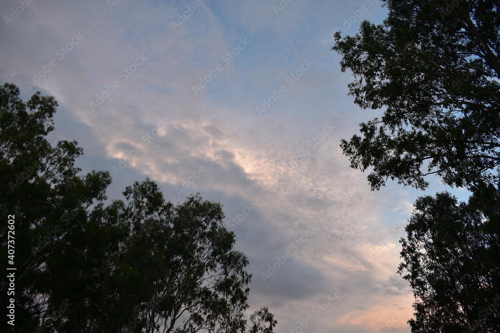 dappled sunset clouds framed by trees dappled sunset clouds framed by trees