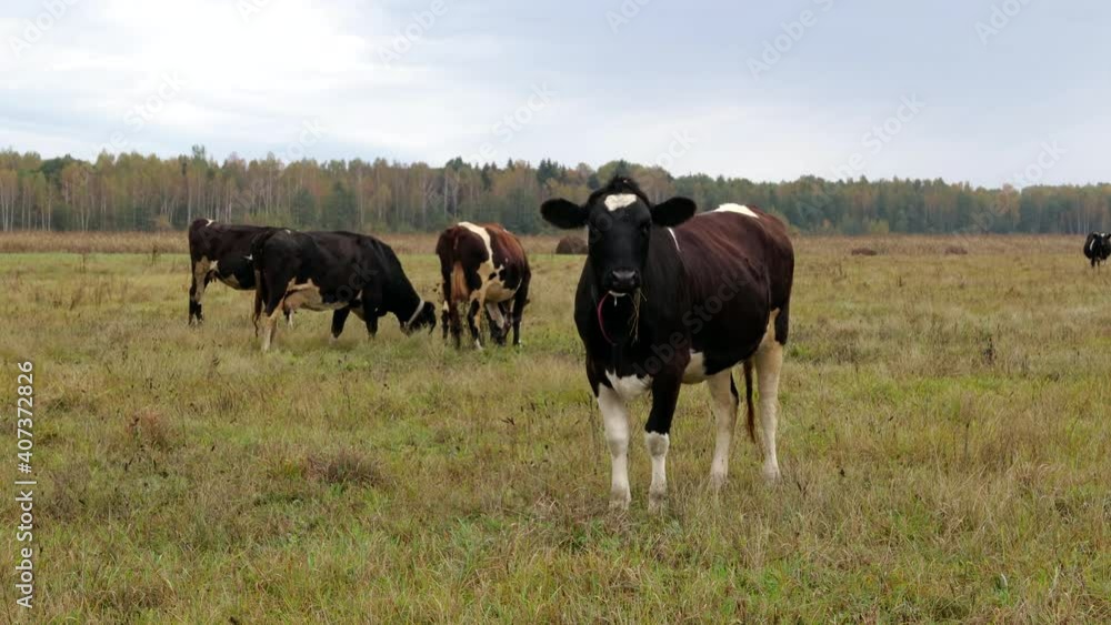 Few black and white cows graze in a field against a cloudy sky. organic farming and animal husbandry Few black and white cows graze in a field against a cloudy sky. organic farming and animal husbandry