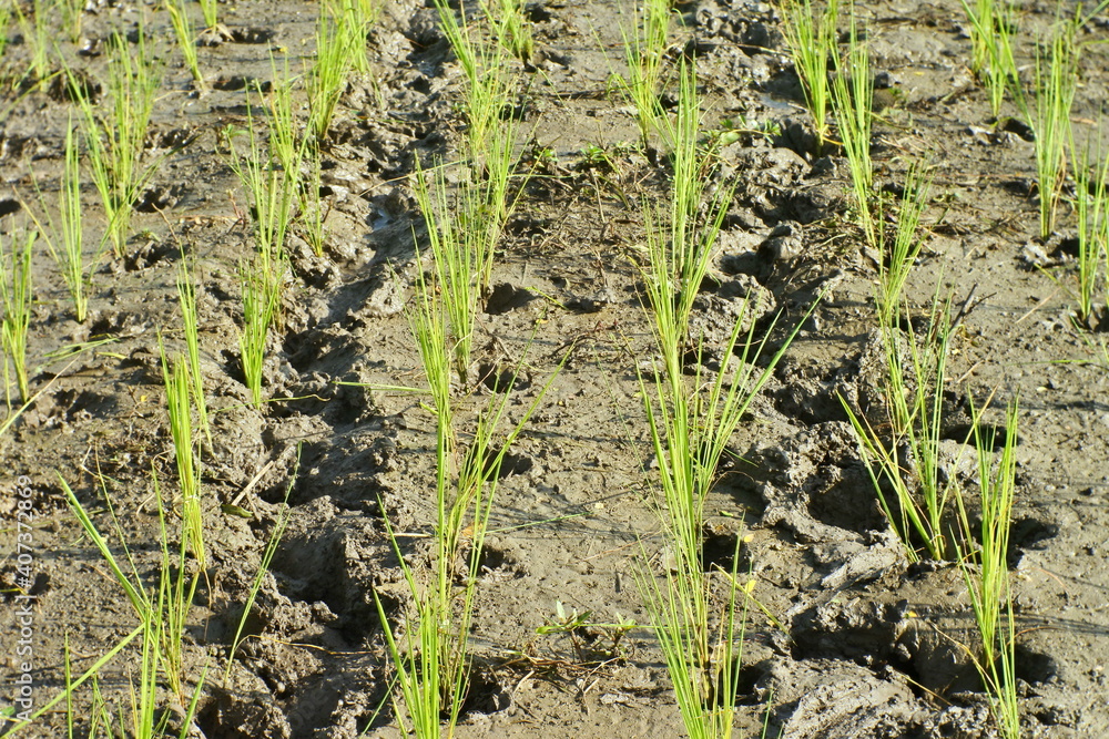 Obraz premium Closeup Of Footprints In Paddy Field After Planting Paddy