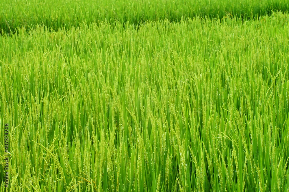 Closeup Of Young Paddy In Paddy Field Closeup Of Young Paddy In Paddy Field