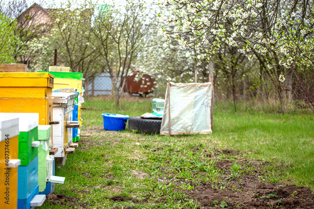 Blossoming garden with apiary. Bees spring under the flowering trees of apple trees. Red tulips on the background of hives. Blossoming garden with apiary. Bees spring under the flowering trees of apple trees. Red tulips on the background of hives.