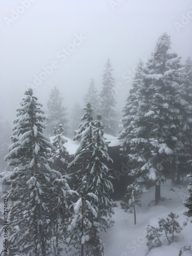 Moody vertical view of snow covered trees and a cabin on a foggy winter day