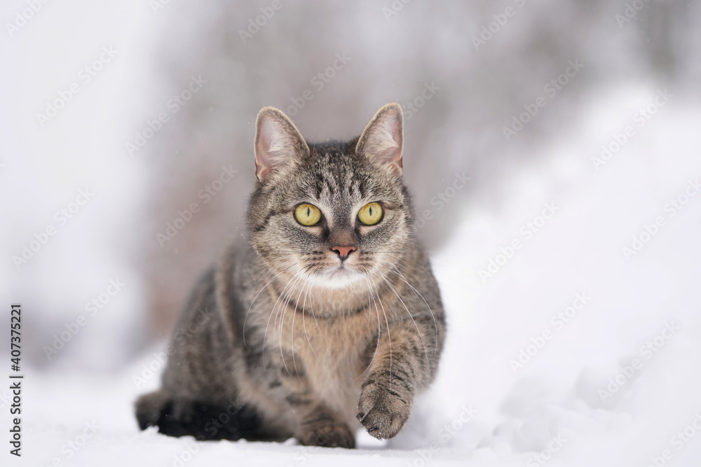 beautiful tabby cat sitting in the snow. Winter scene with a tabby cat. Felis silvestris catus. beautiful tabby cat sitting in the snow. Winter scene with a tabby cat. Felis silvestris catus.