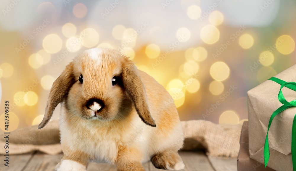 Fototapeta premium Animal.