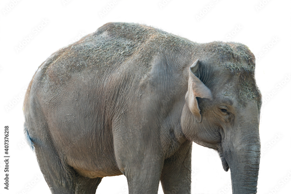 Naklejka premium elephant isolated on white background.