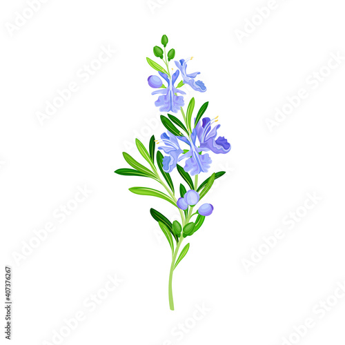 Blue Flowers on Stem or Stalk as Meadow or Field Plant Vector Illustration